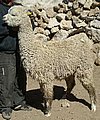 alpaca-17-body-left-12.jpg