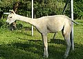alpaca-17-body-left.jpg