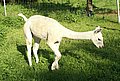 alpaca-17-body-rechts.jpg