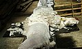 alpaca-17-faser-12.jpg