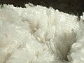 alpaca-17-faser-123.jpg
