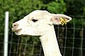 alpaca-17-head-left.jpg
