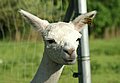 alpaca-17-head-right.jpg