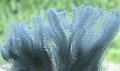 tag 17 ws fibre.jpg