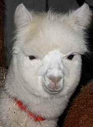 Alpaca-female-25-black