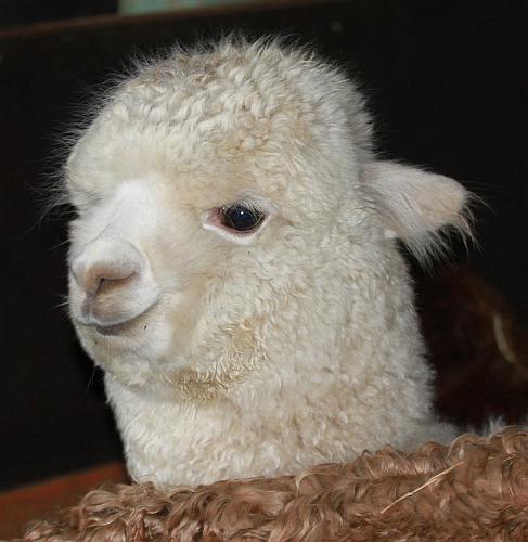 alpaka stute im verkauf der www.surifarm.de.jpg