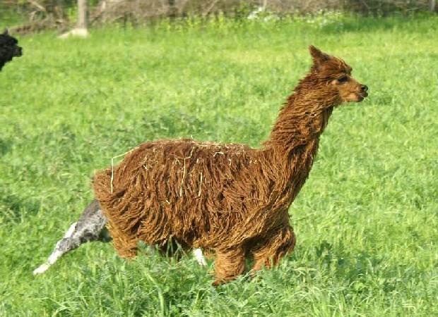 wrong leg alpaca.jpg