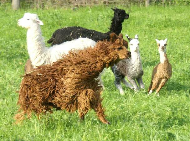 alpaca run