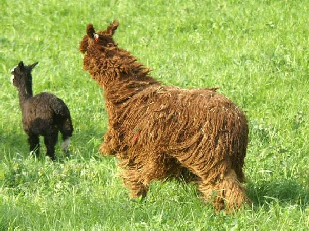 run alpaca