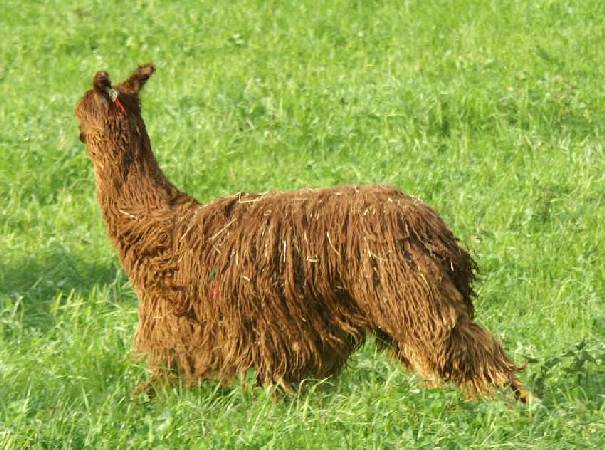 running alpaca.jpg