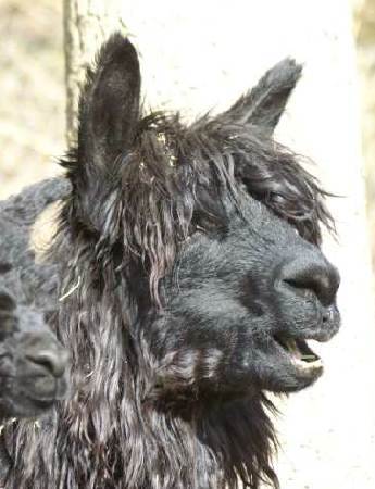 suri alpaca yolanda