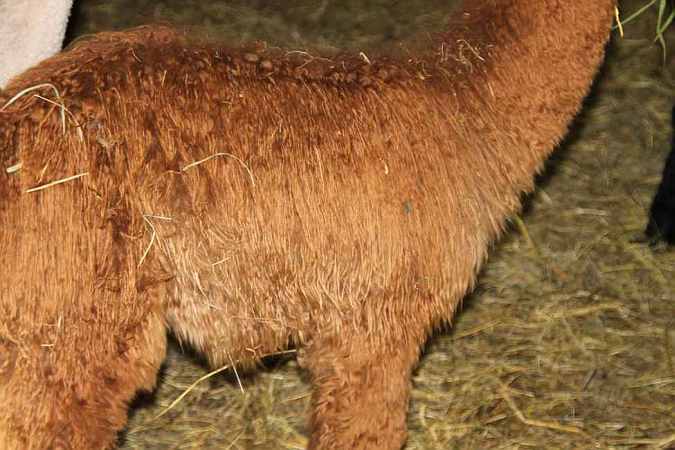 female-cria-suri-absetzer-faser--zu--verk..jpg