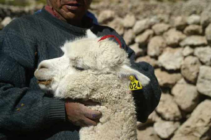 alpaka in Chile