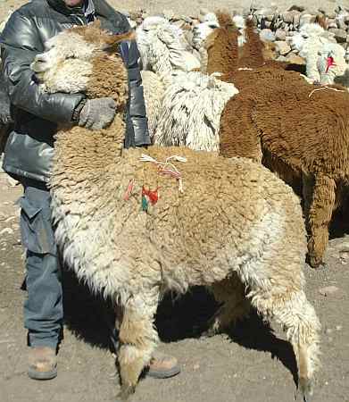 female  fine alpaca