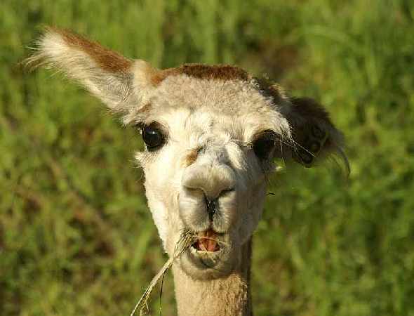 wondering alpaca
