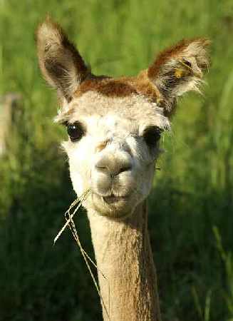 smoking alpaca