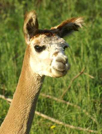 what alpacas  are doing