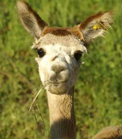 good looking alpaca