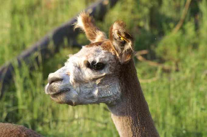 fine alpaca