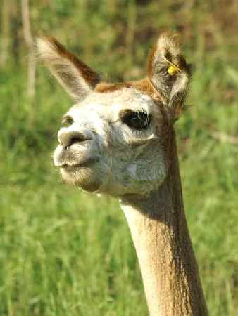 alpaca looks great