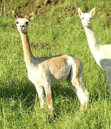 fine alpaca female