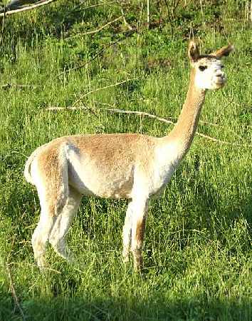 alpaca   take  me to your alpaca  farm