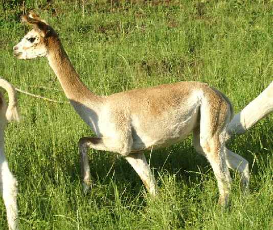 welche alpaka eleganz
