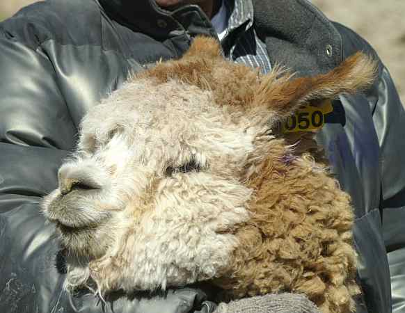 peruvian alpaca head