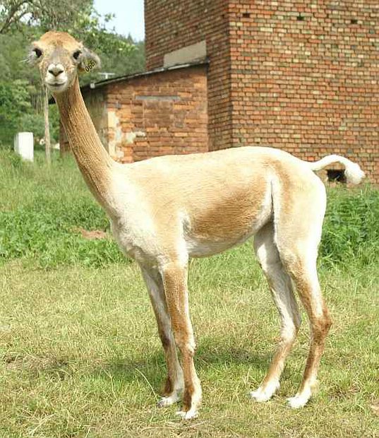 Alpaca-66-seite-alpaca-.jpg