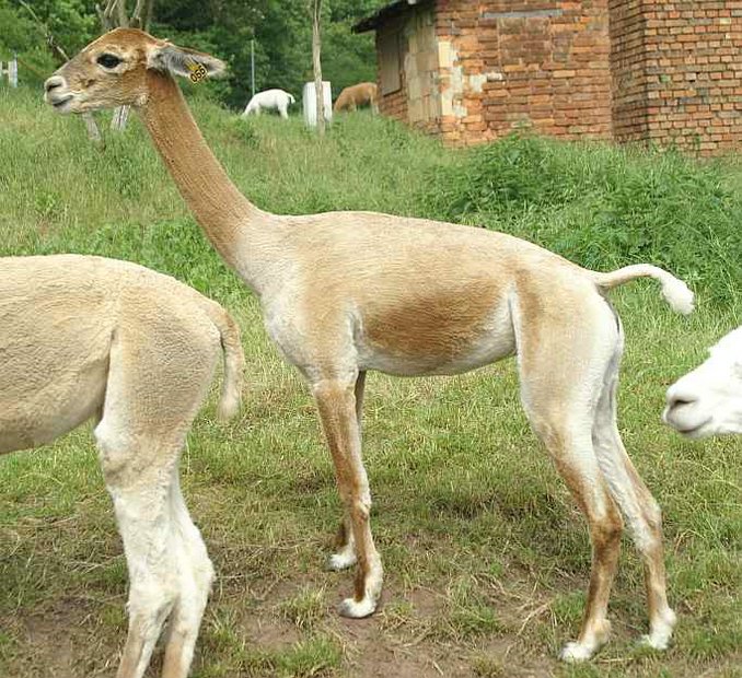 Alpaca-66-seite-alpaca.jpg