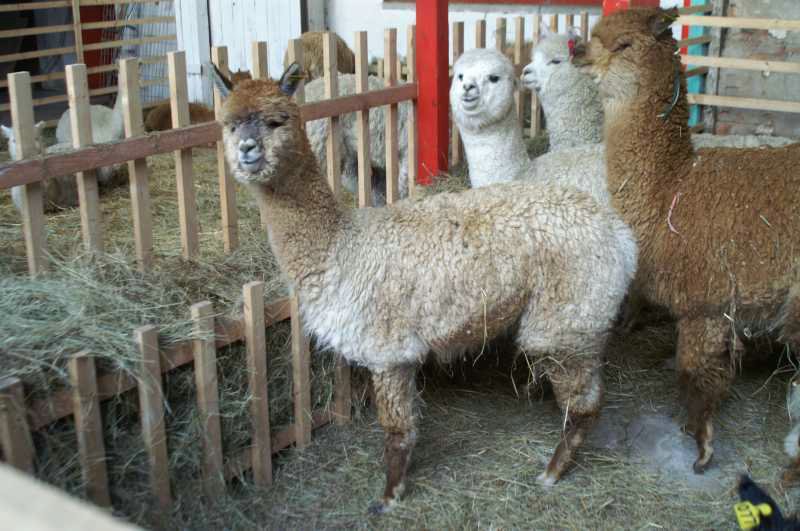 alpaca-66-body.jpg