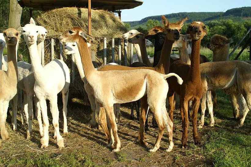 alpaca-66-group.jpg