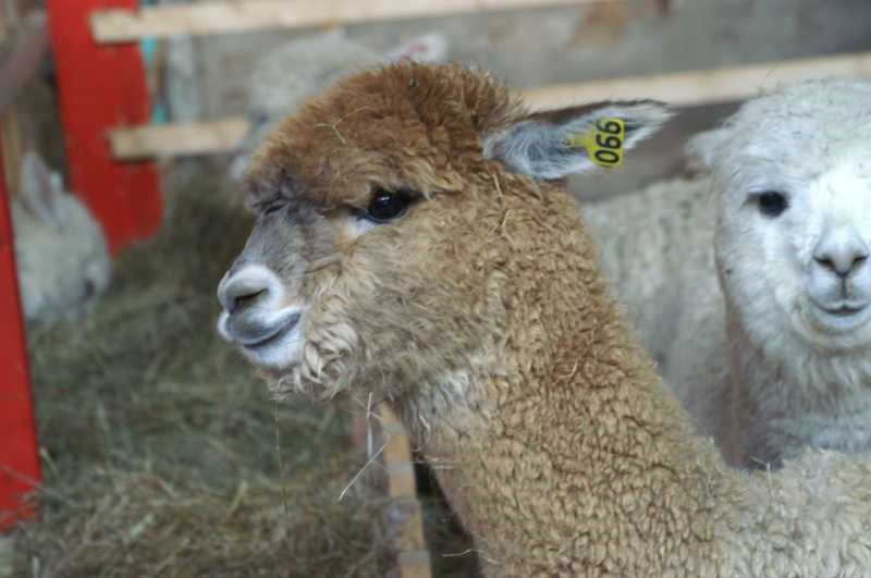alpaca-66-p-.jpg
