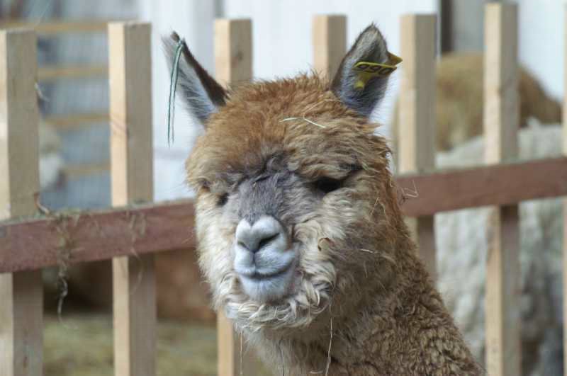 alpaca-66-p-1.jpg