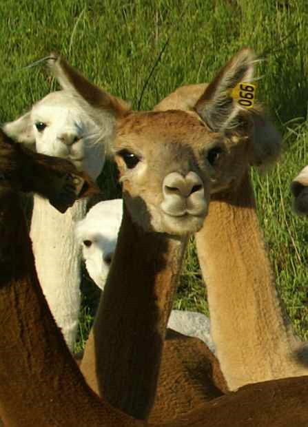 alpaca-66-port-vorn-1.jpg