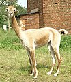 Alpaca-66-seite-alpaca-.jpg