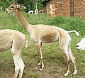 Alpaca-66-seite-alpaca.jpg
