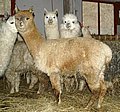 alpaca 66 body.jpg