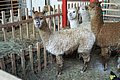 alpaca-66-body.jpg
