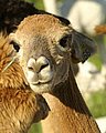 alpaca-66-head-front.jpg