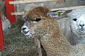 alpaca-66-p-.jpg
