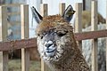 alpaca-66-p-1.jpg