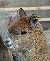 alpaca-66-p.jpg