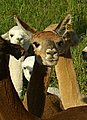 alpaca-66-port-vorn-1.jpg