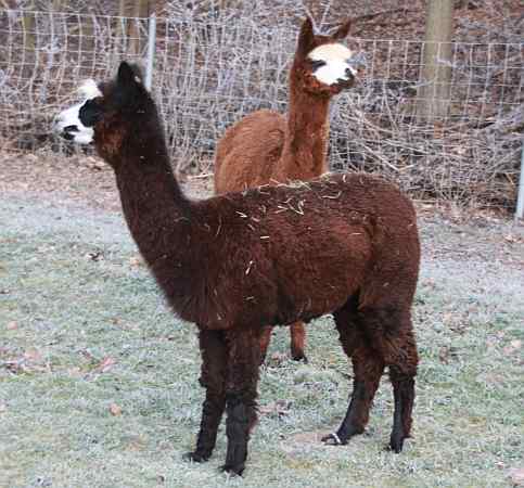 alpaca for sale germany.jpg