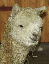 alpaca-female-17