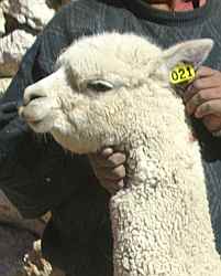 Sf Kisa 21 alpaca female
