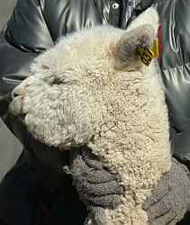  alpaca  female 37