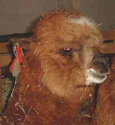 Alpaca female 62  Sf Payla