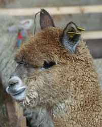 Button-Sf Kachanki-alpaca-stute